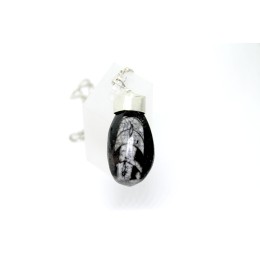 Hõberipats - ortotšerasiga